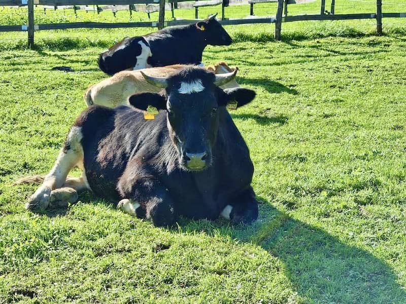 Unsere Kühe geniessen die Sonnenstrahlen