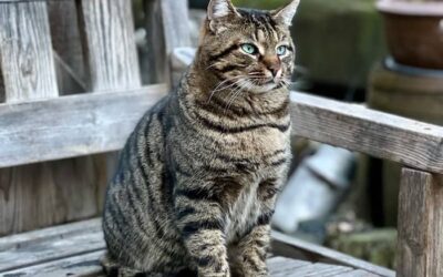 Unsere Tiere genießen die ersten Wintersonnenstrahlen 😀