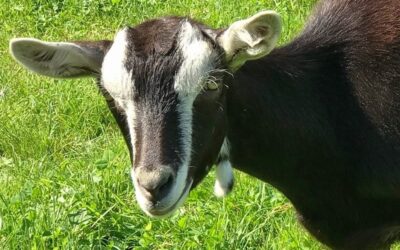 Manchmal kämpft man. Manchmal verliert man.