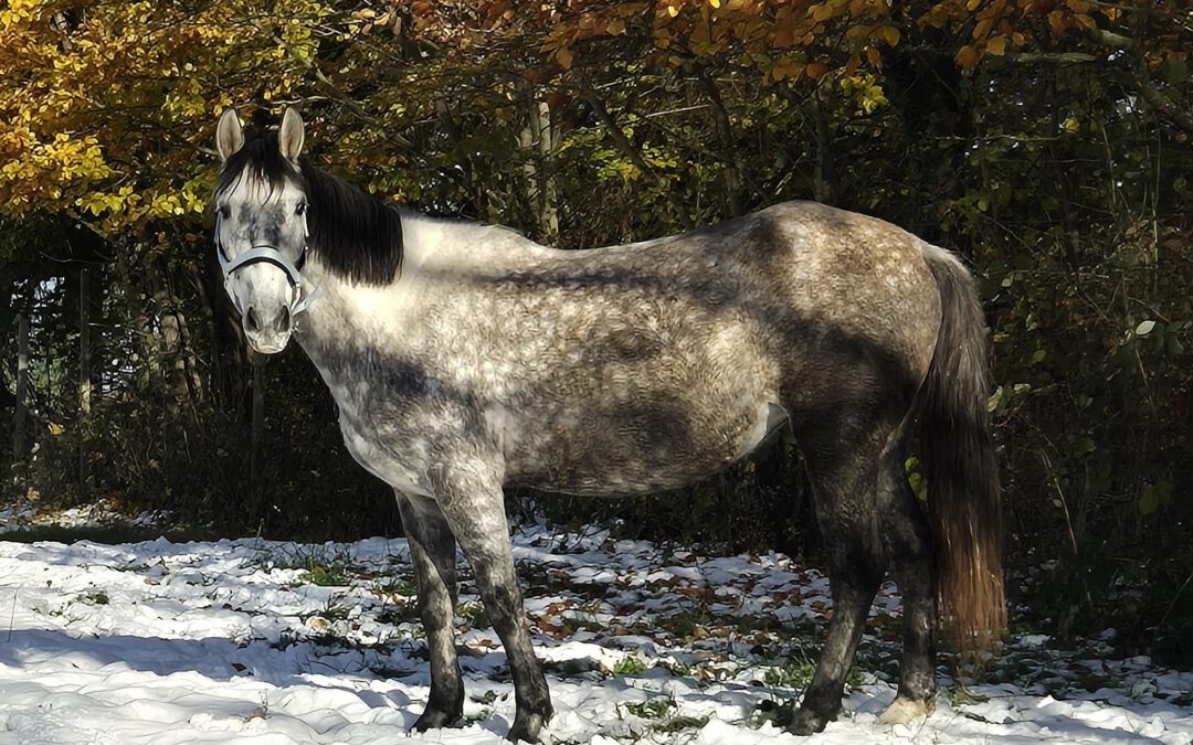 Erstens kommt es anders – und zweitens als man denkt…Hilfe für Angel