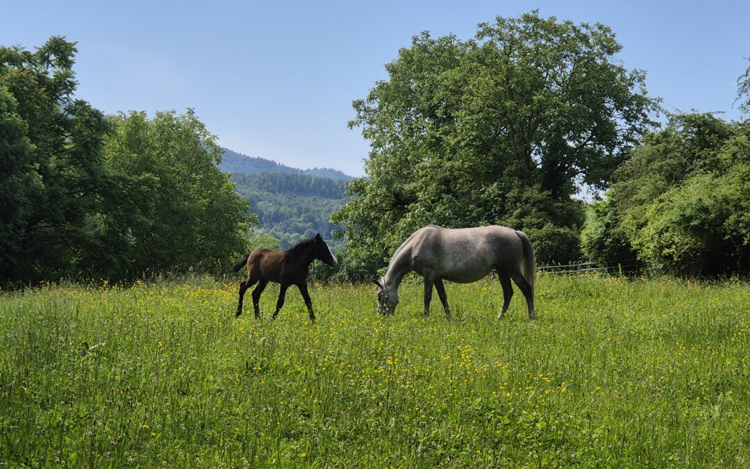 ✨🐴 Herzenssache – Helft uns, Lebensplätze zu schaffen 🐴✨