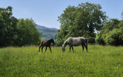 ✨🐴 Herzenssache – Helft uns, Lebensplätze zu schaffen 🐴✨