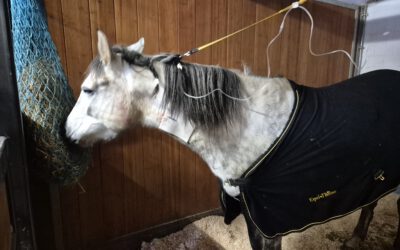 Tag 1 nach Angels Notfall-OP – ein kleines Licht am Horizont