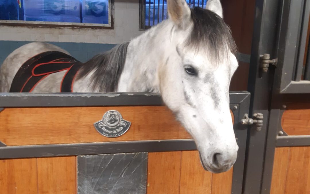 Acht Tage Hoffnung: Angels Weg zurück ins Leben – unterstützt ihren Kampf