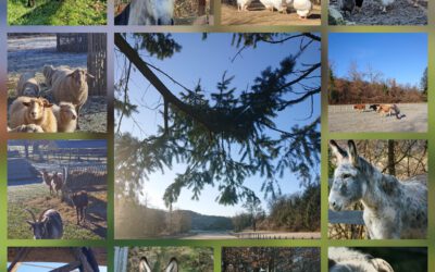 🕯️✨ Altjahresabend auf dem Gnadenhöfle ✨🕯️