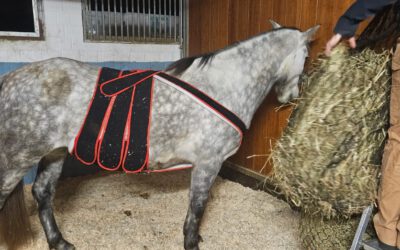 ✨ 1. Advent auf dem Gnadenhof – ein Licht der Hoffnung ✨