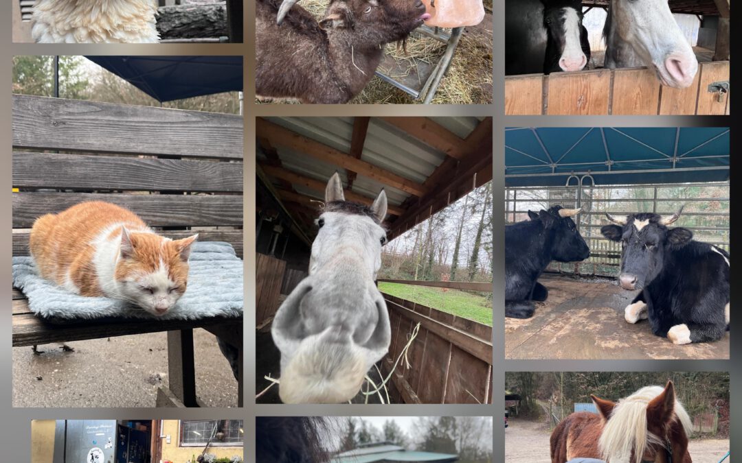 🌧️🌬️ Ein stürmischer Samstag auf dem Gnadenhöfle 🐾