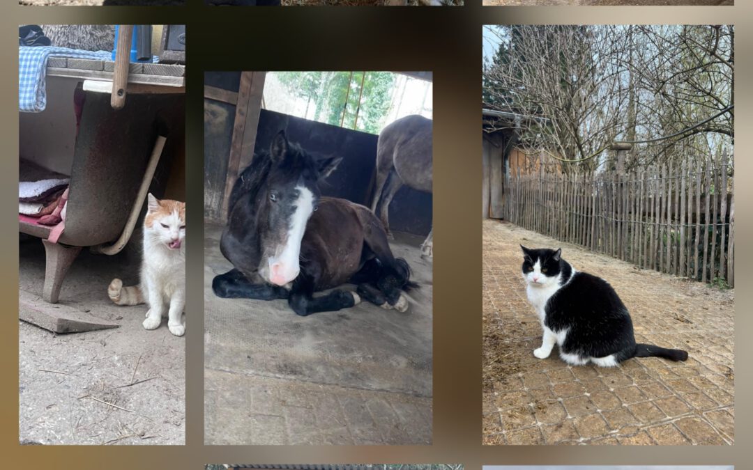 Was für ein Wochenende – ganz im Sinne unserer Schützlinge auf dem Gnadenhöfle 💚🐾