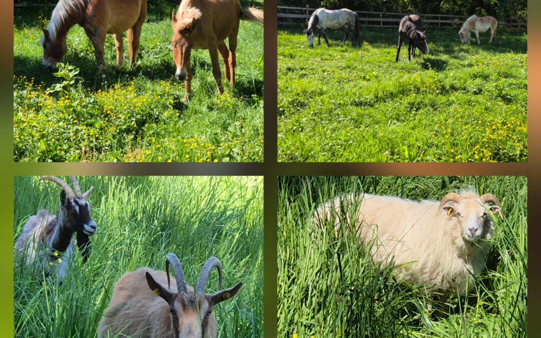 🌿🐾 Monatsrückblick April – Gnadenhöfle e.V. 🐾🌿