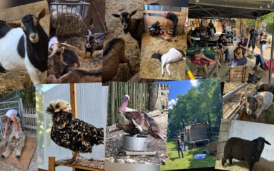 Monatsrückblick Juni